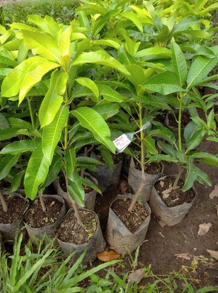 mangga madu anggur Pulaulaut Barat