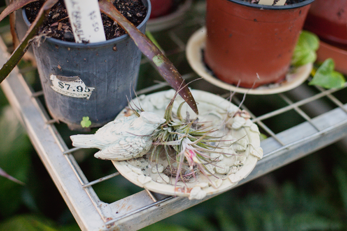 air plant bird bath