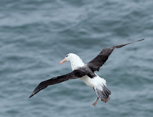 BLACK-BROWED ALBATROSS