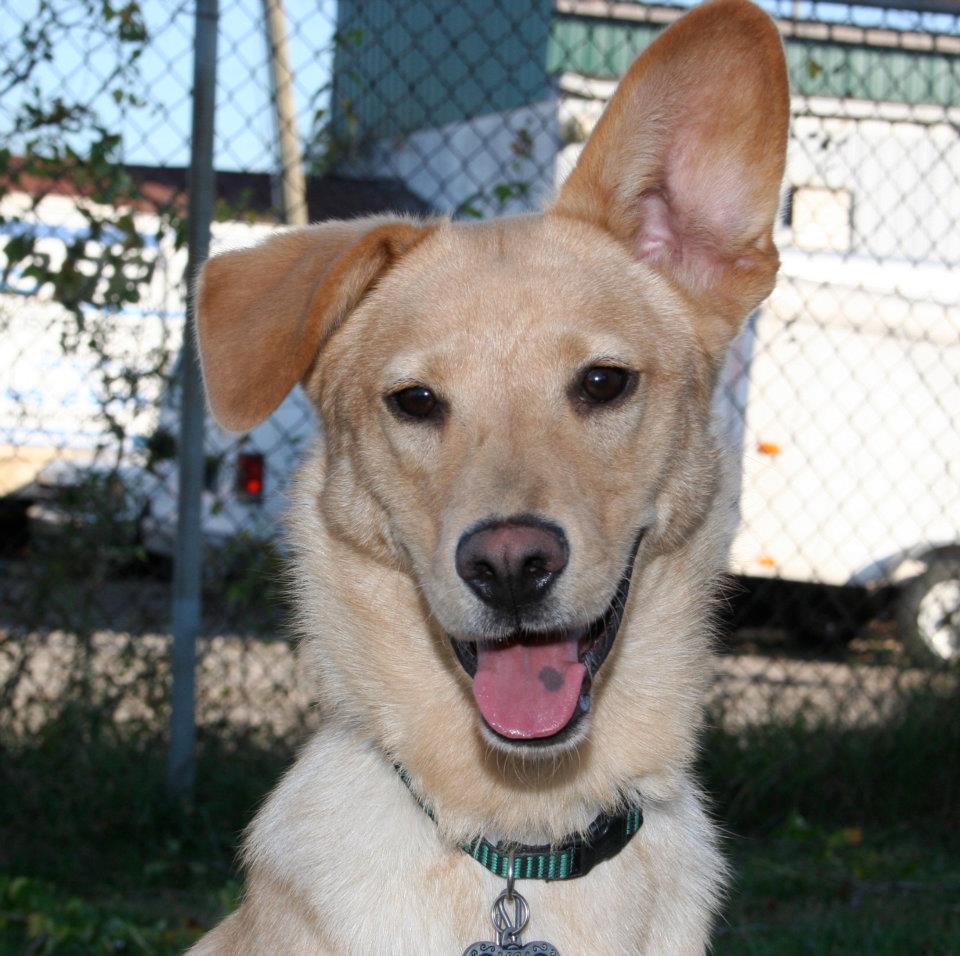 WELCOME TO DOGWOOD: DOES ANYONE HAVE ROOM FOR A BUDDY RABBIT