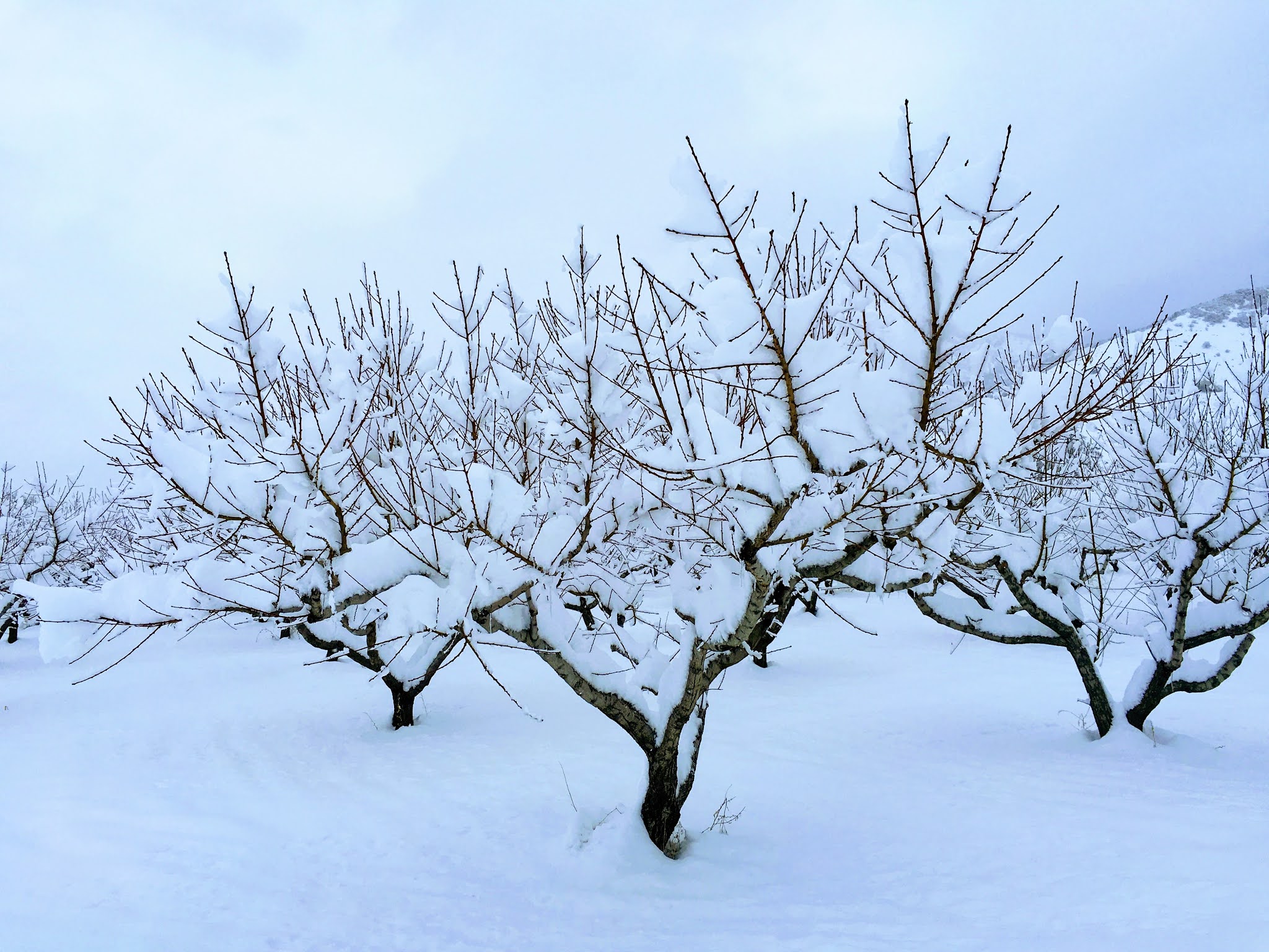 Fruit Tree Pruning at Its Best What Makes Fruit Trees Special?