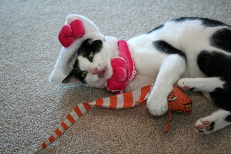 Daisy the Curly Cat: Hello Harley