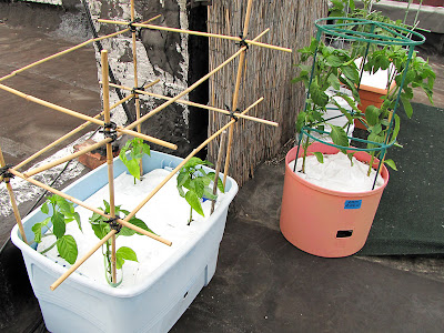 Bucolic Bushwick Rooftop Vegetable Garden Peppers