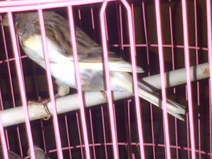 Kenari Afs Panda Abu Putih Warna Favorit Big Size Postur Mewah