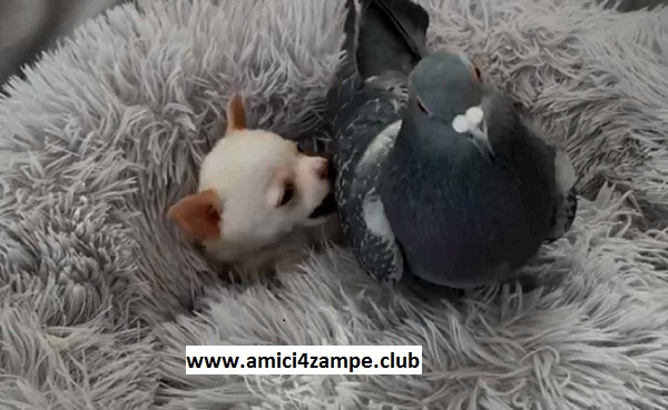 http://www.amici4zampe.club/2020/05/cane-piccione-disabili.html