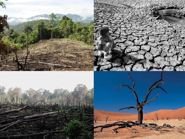 Deforestacion Que Es Causas Consecuencias Y Como Evitarla En 2020 Images