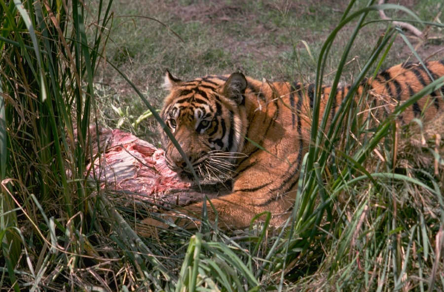 Тигр есть мясо. Тигр в сафари. Амурский тигр ест мясо.