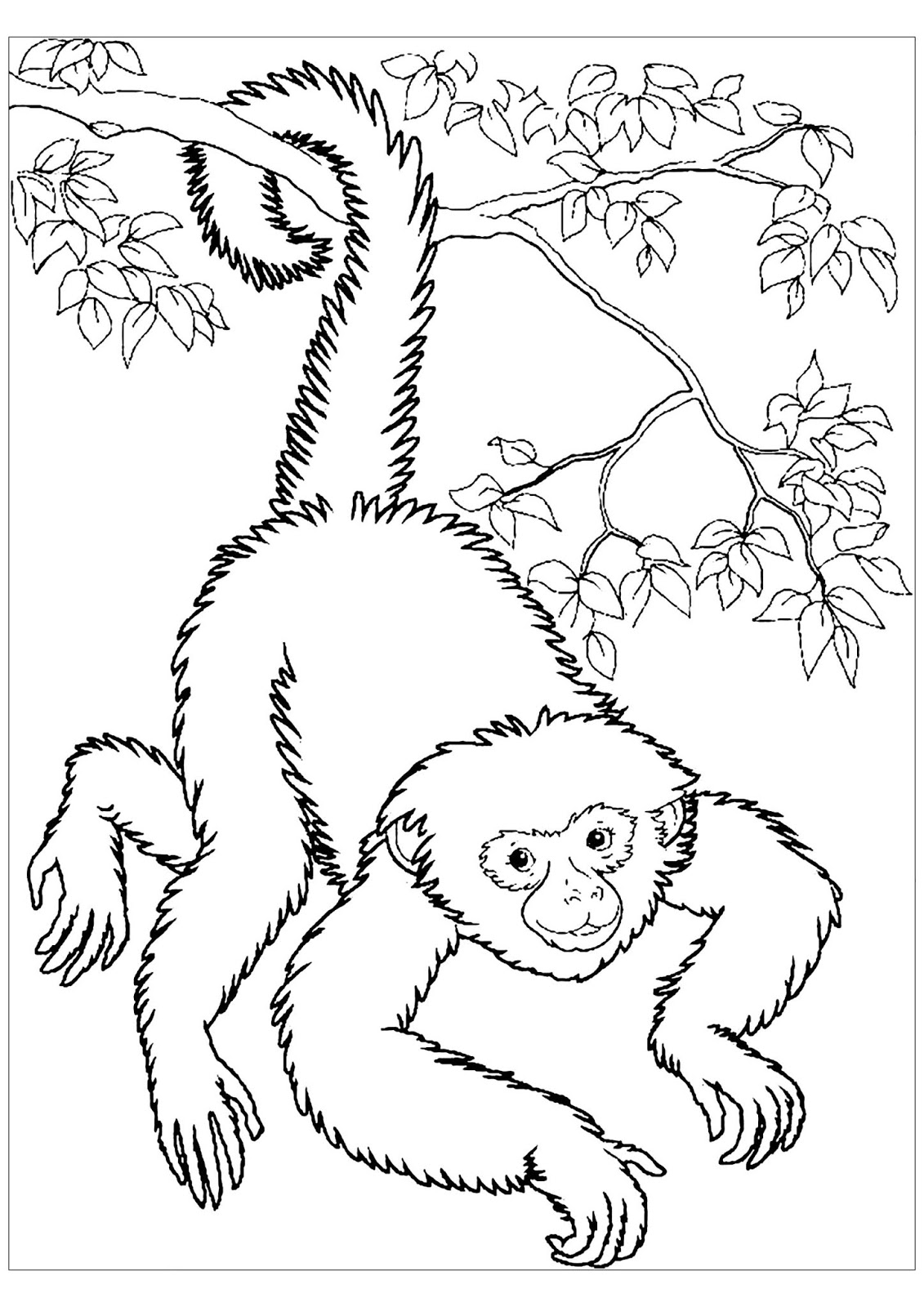 Tranh tô màu con khỉ 3
