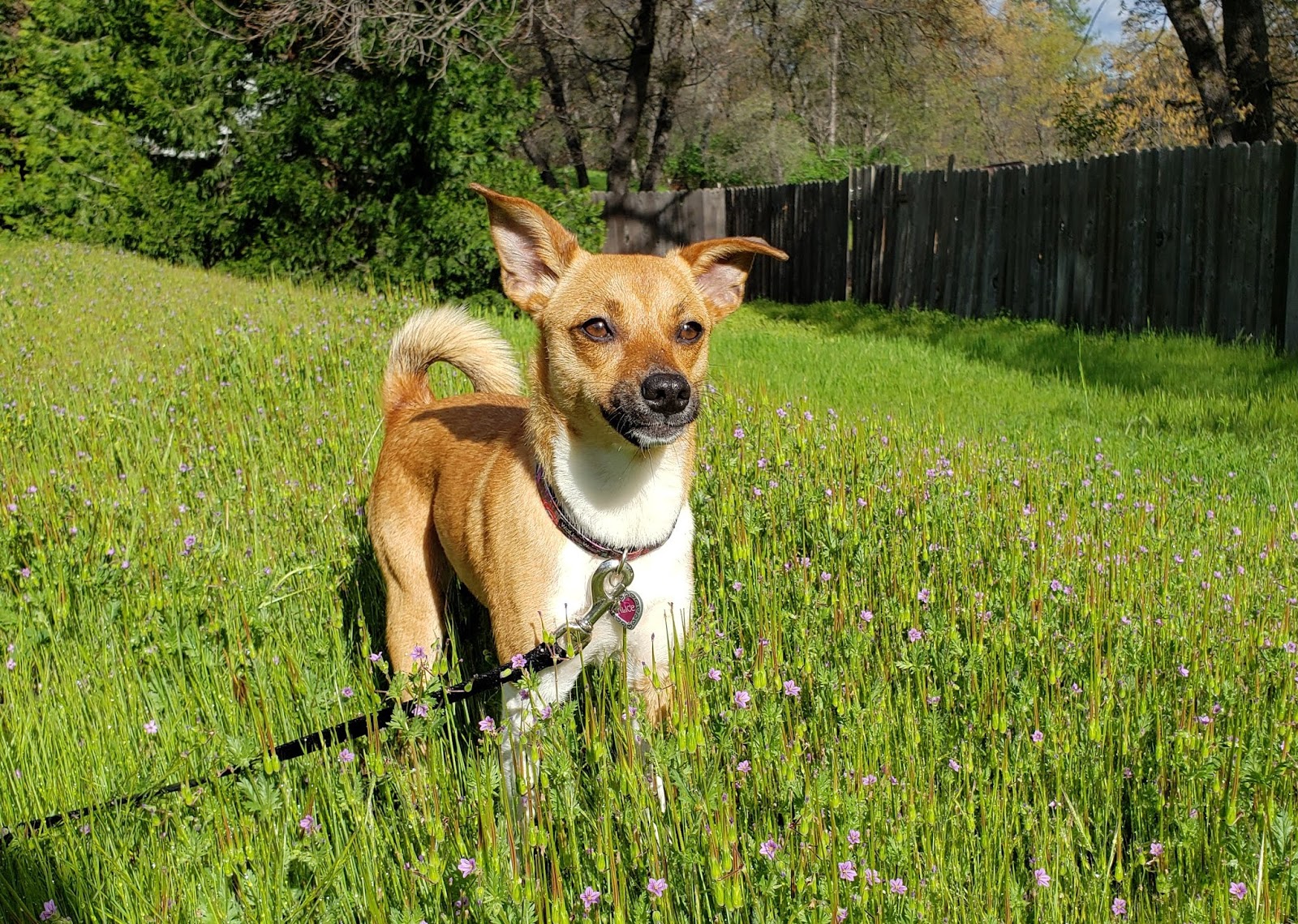 ZoePhee My Dog Won't Go POTTY! Potty Training the World's Most