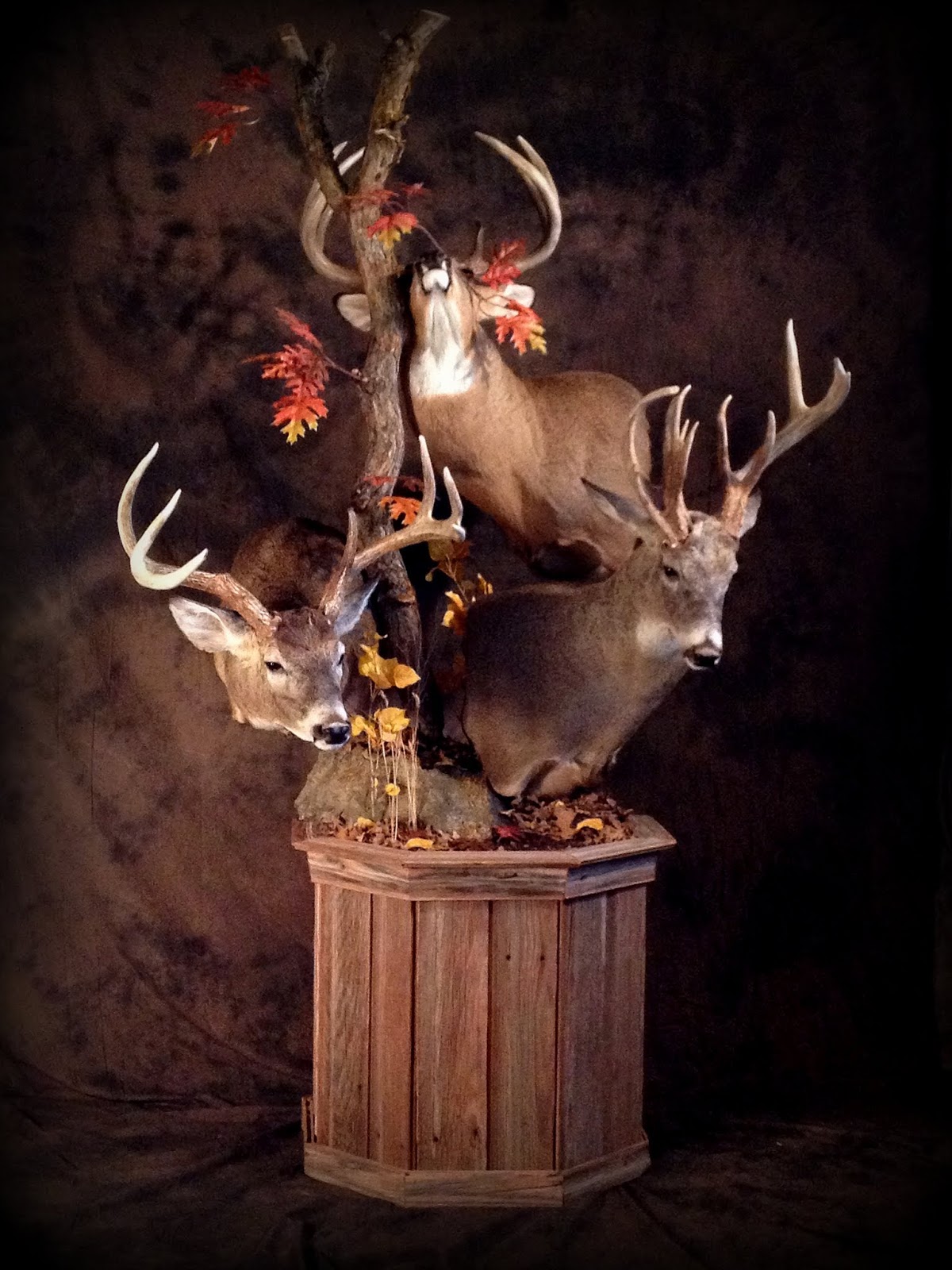 Taxidermy by Josh Hunt: Whitetail