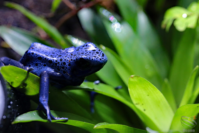 Dendrobates tinctorius azureus