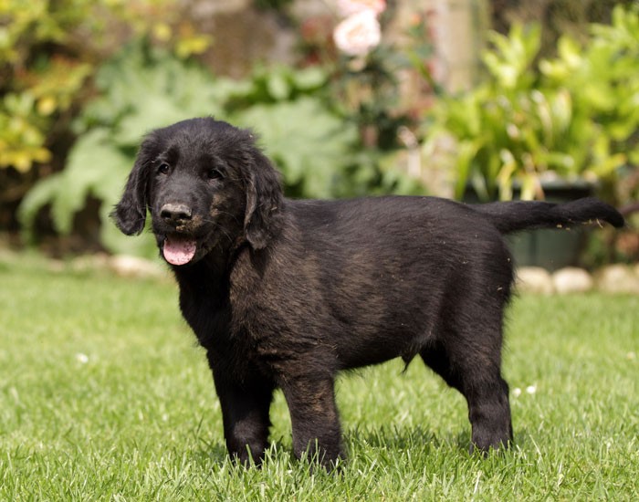 Mrs. Puppies Pictures and Information