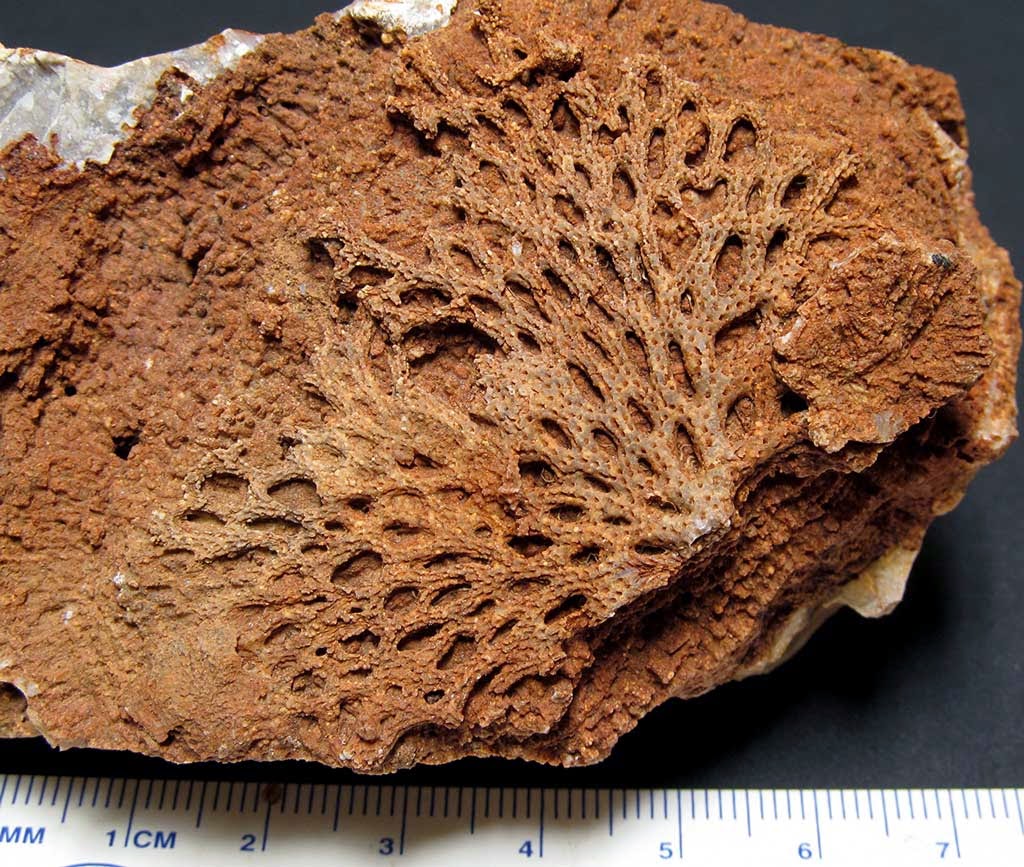 Louisville Fossils and Beyond Coenites reticulata Coral Fossil
