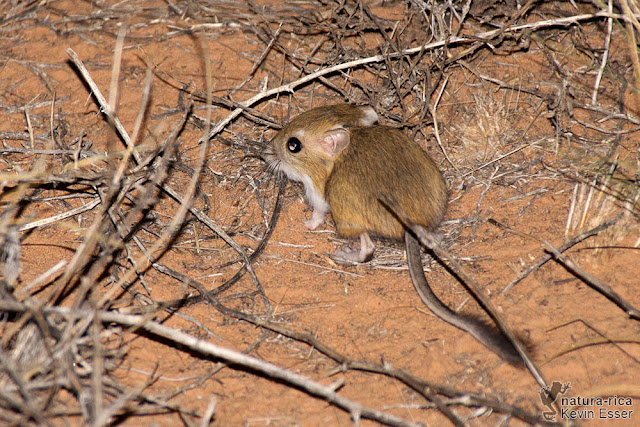 Ord's Kangaroo Rat - Dipodomys ordii