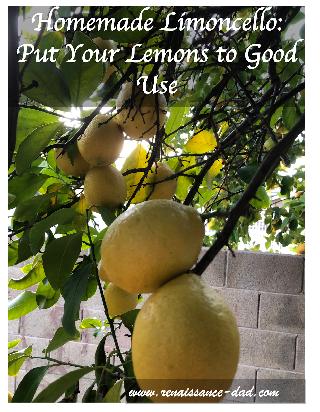 Renaissance Dad Homemade Limoncello Put Your Lemons to Good Use