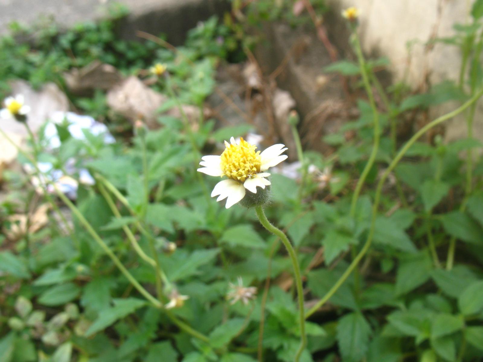 MohanKumar Uses of False daisy in Tamil