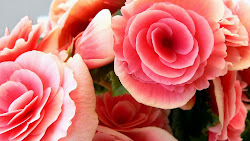 roses romantic wallpapers flowers desktop heart backgrounds iphone