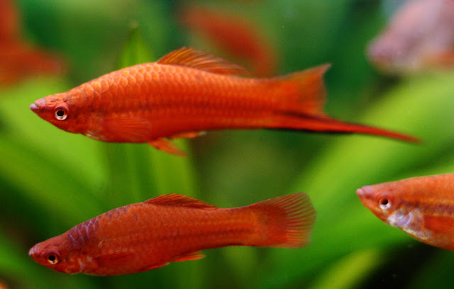 swordtail breeding