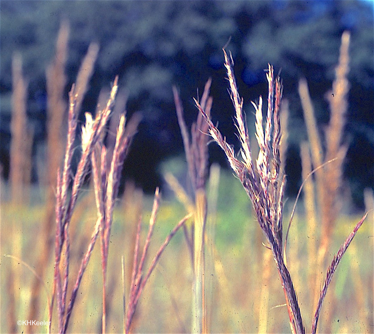 blue stem grass seed near me blue stem grass seed near me