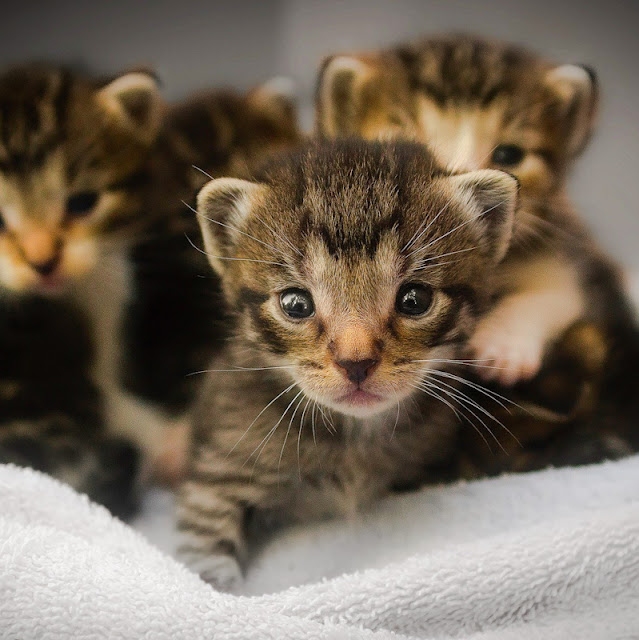 How many litters does a cat have in a year?