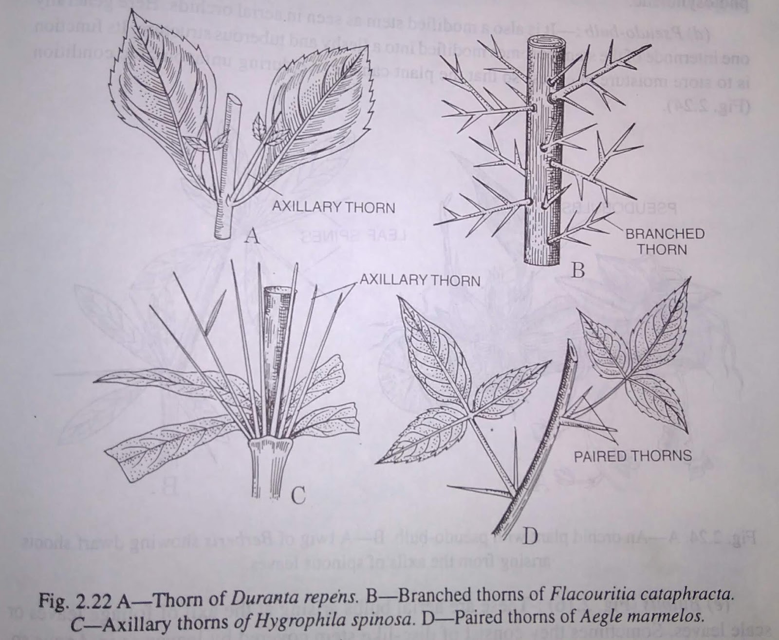 Stems metamorphosed aerial stems, branching cymose and racemose branchingdigieduco