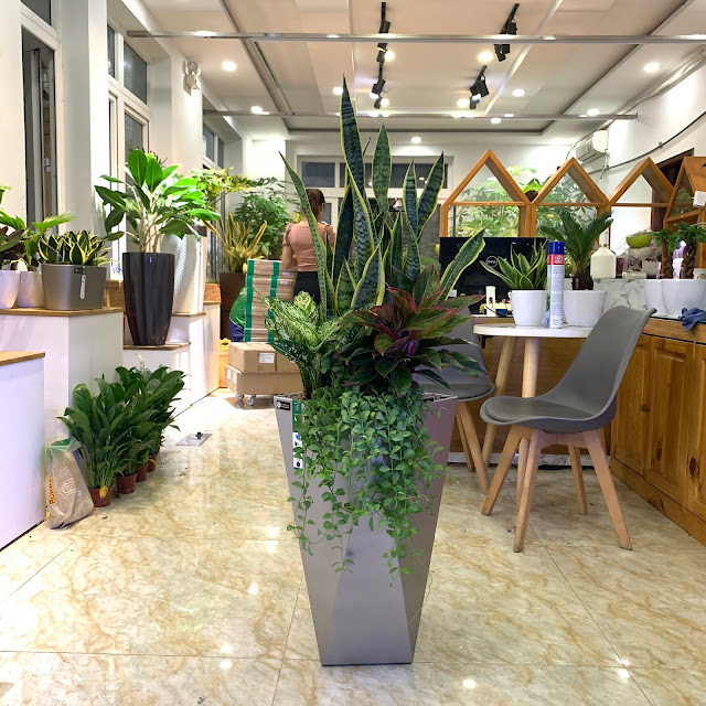 Chậu cây lưỡi hổ, phú quý, đô la, ngọc ngân