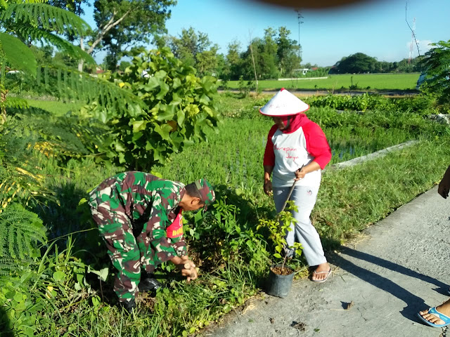 Penanaman Bunga Bougenville