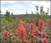 Red Indian Paintbrushes