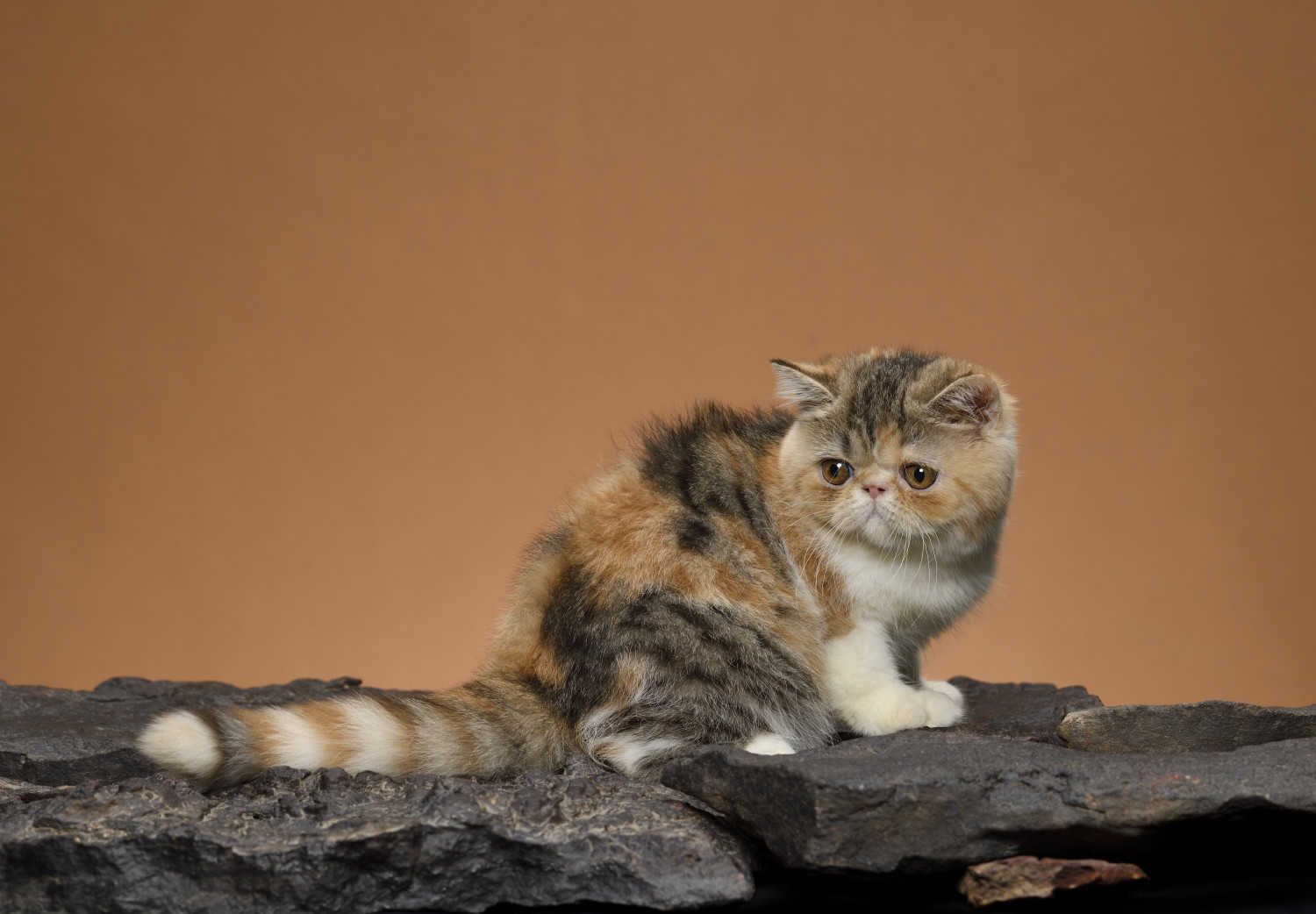 Koleksi Gambar Kucing Comel Manja (Kartun & HD Wallpaper) | Bukit Besi Blog