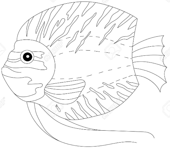 40+ Malvorlage Fisch A4 Farbung