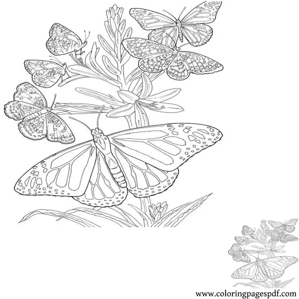 Coloring Page Of Multiple Butterflies In A Flower