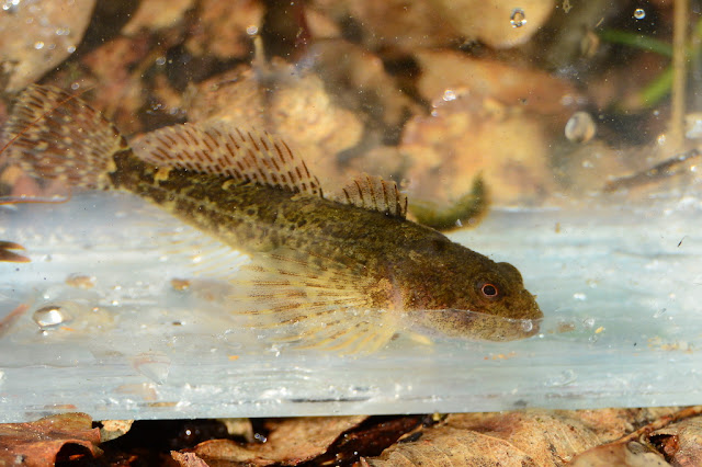 Cottus perifretum Cottus perifretum