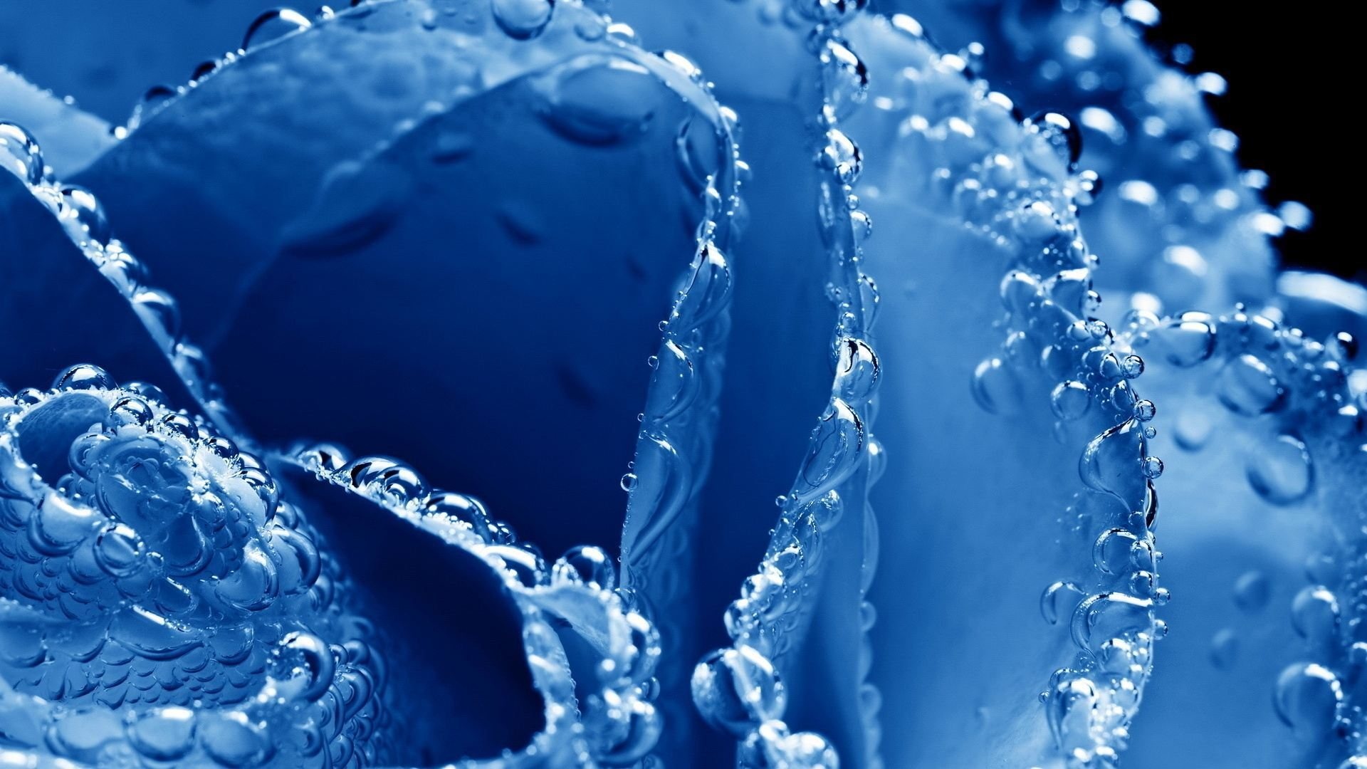 Blue rose petals High Definition Wallpapers HD wallpapers