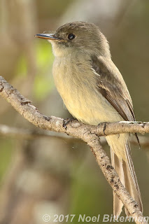 Hispaniolan Pewee