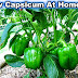 Grow capsicum (bell peppers) in pots - Step by Step