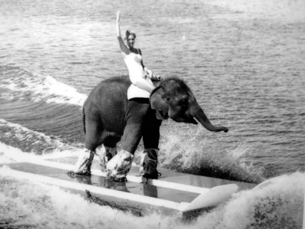 Queenie Waterskiing Elephant 4 