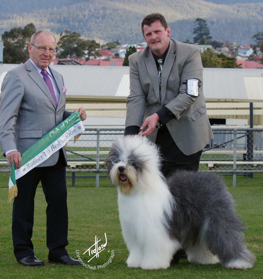 TraffordPhotos Australian Dog Show Photos August 2014