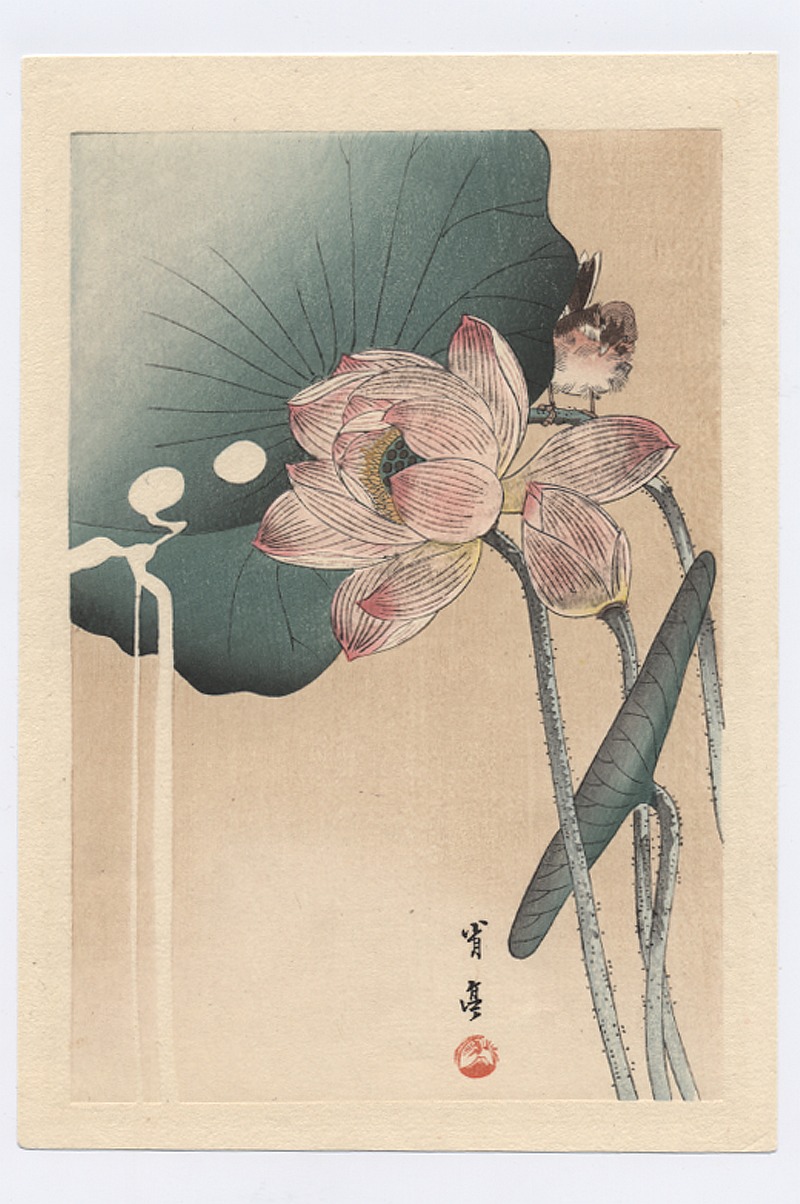 Jehuite ¿Qué es y cómo funciona el efecto loto?