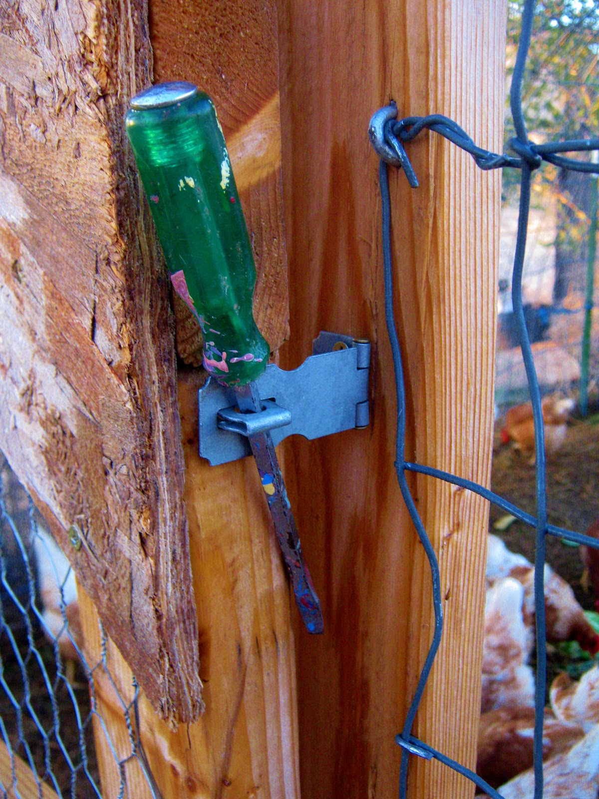 Cricket Song Farm Chicken Run made from Cattle Panels