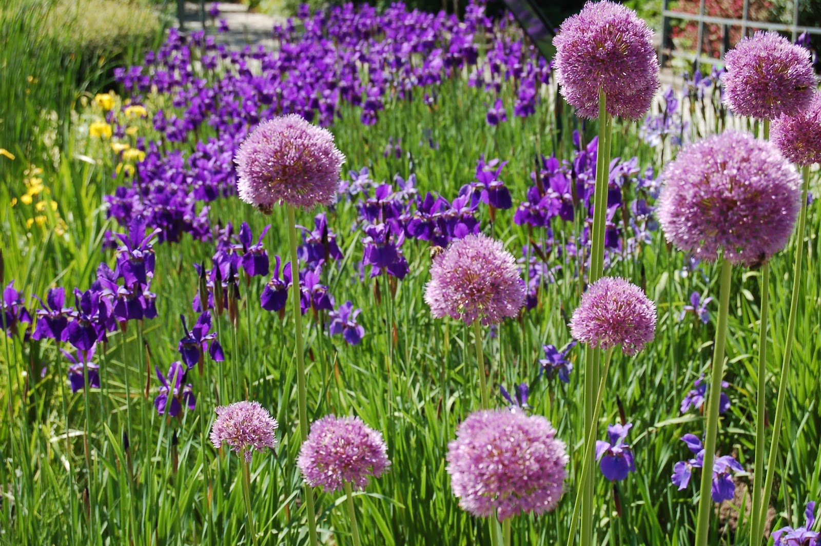 Kwietny raj, roślinne zbiorowisko … ARBORETUM w Bolestraszycach BOLESTRASZYCE Podkarpacie