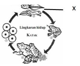 soal pg ipa hots tentang daur hidup katak