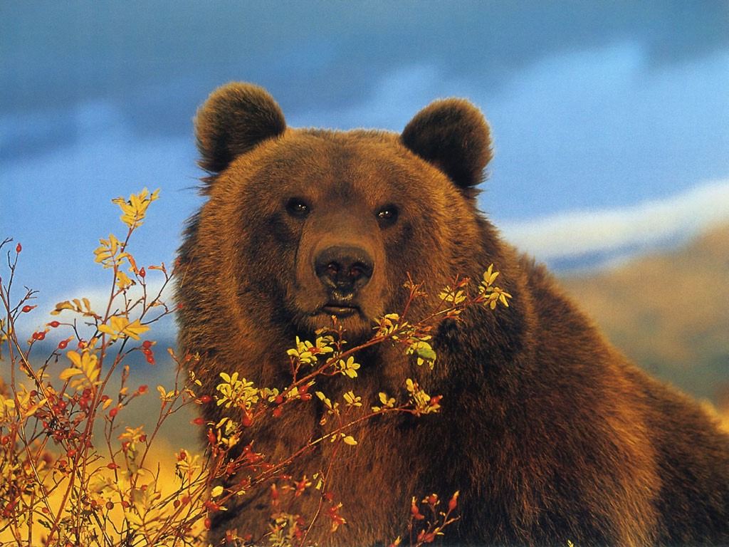 brown-bear-wallpapers-animals-library