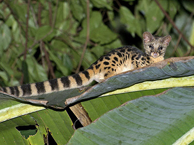 Linsang manchado (Prionodon pardicolor)