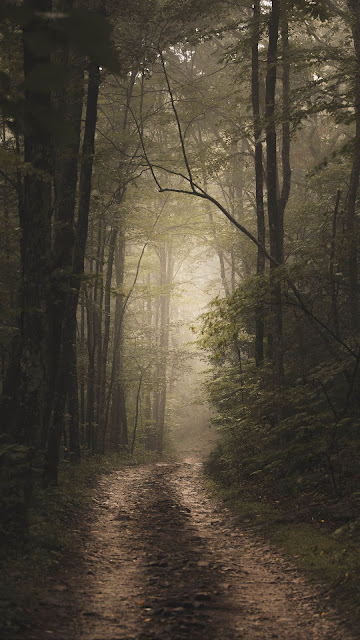 Forest, fog, road, nature Forest, fog, road, nature