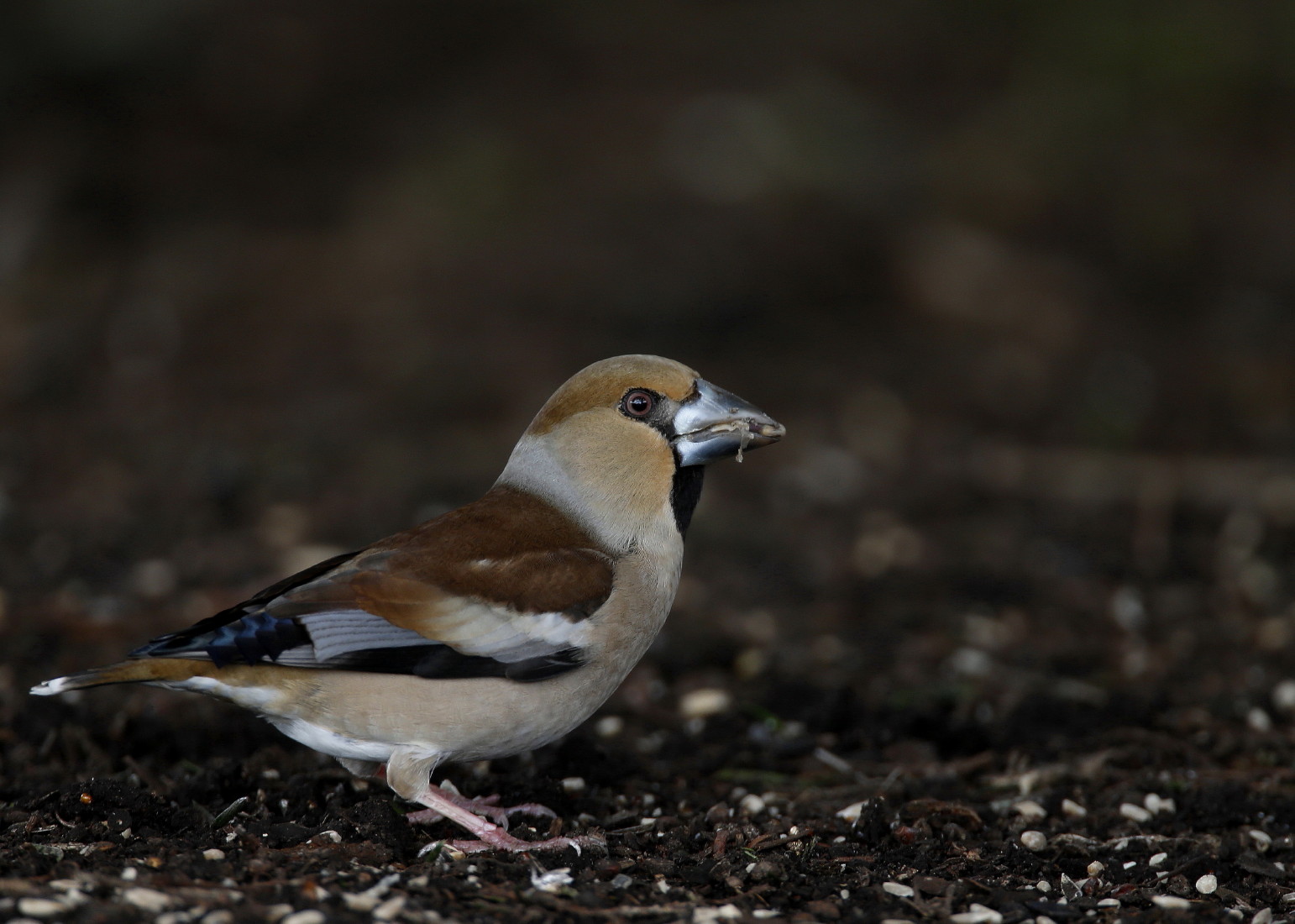 South Wales Birding. Hawfinch