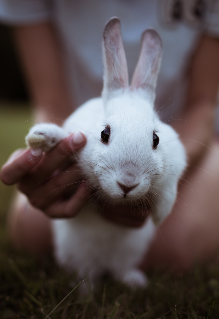 33 Cute Pictures Of Bunnies That Immediately Put Us In The Easter Spirit 33 Cute Pictures Of Bunnies That Immediately Put Us In The Easter Spirit