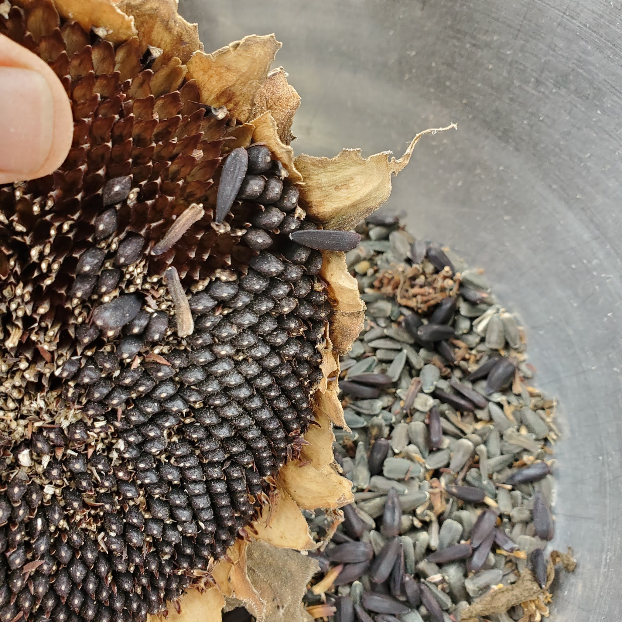 Growing & Harvesting Sunflowers (for human food, livestock feed, and more!) Proverbs 31 Homestead