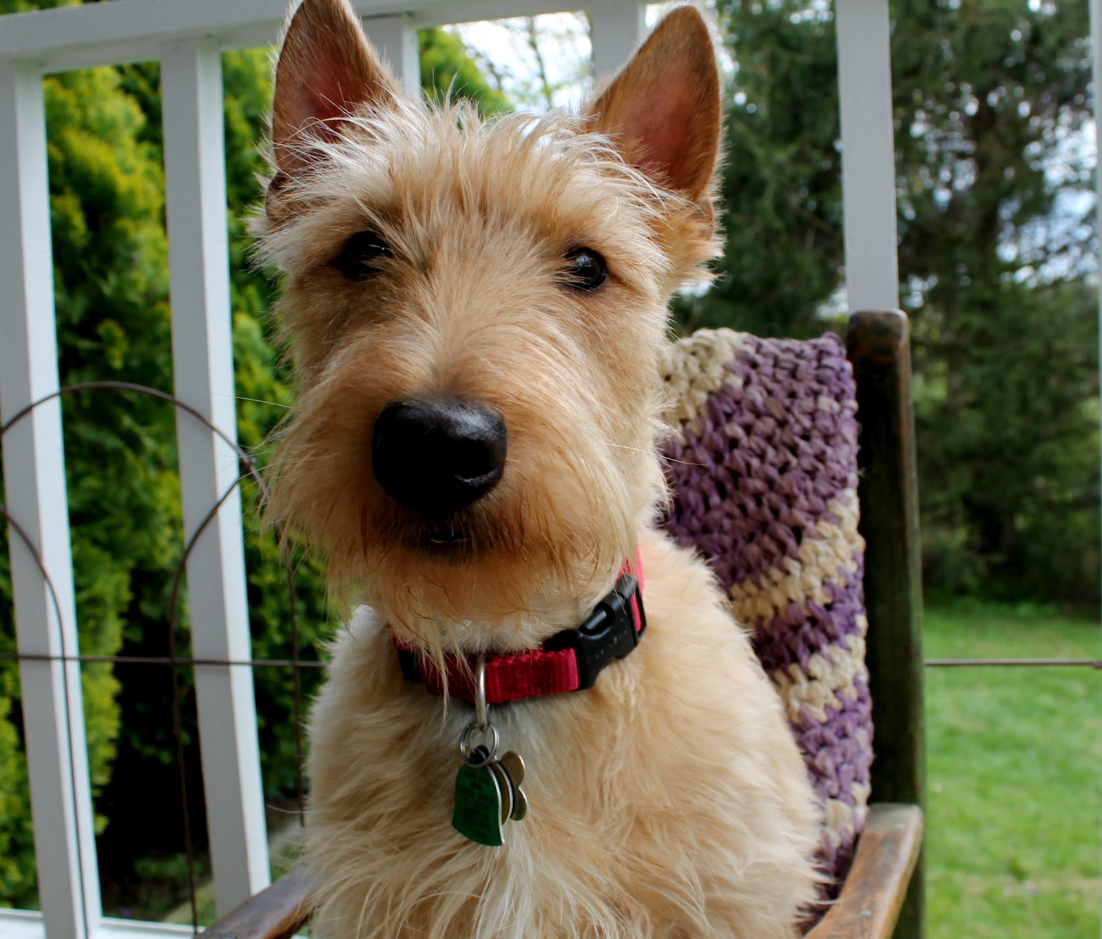 Life at Golden Pines The Scottish Terrier...