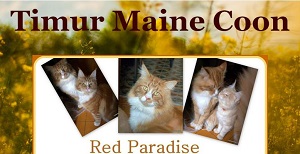  Timur Maine Coon Website