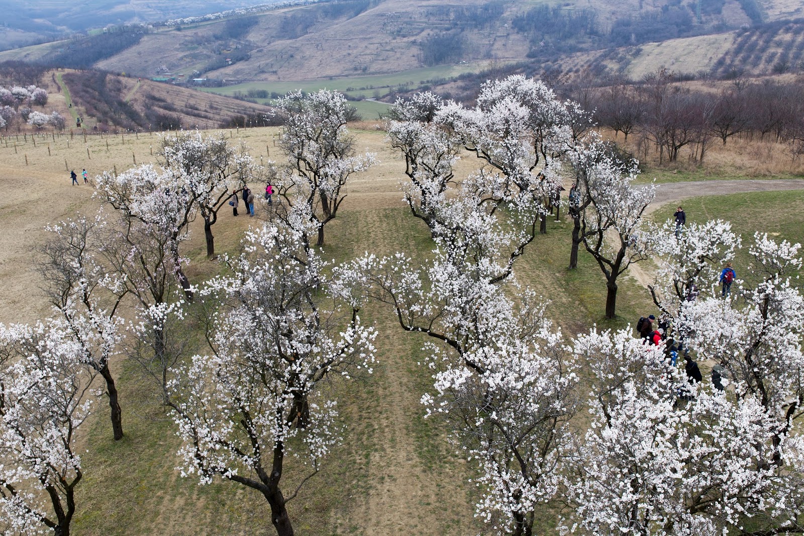 BG Photography: Mandloňový sad